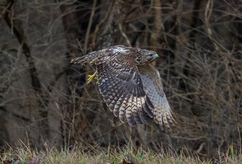 View of the hawk bird landing on the ground