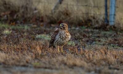 View of the hawk bird landing on the ground