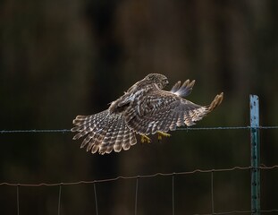 View of the hawk bird landing on a wire