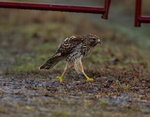 View of the hawk bird landing on the ground