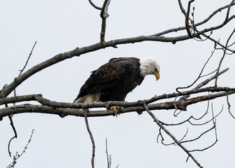 Beautiful majestic bald eagle perched on a branch against cloudy sky