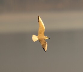 Beautiful view of a seagull in a flight.
