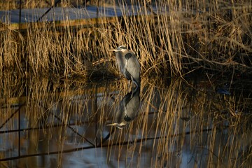 Great blue heron in a pond.