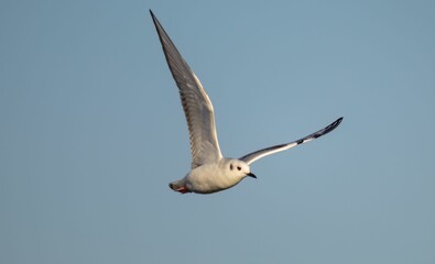 Beautiful view of a seagull in a flight.