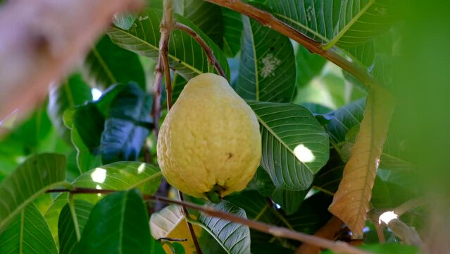 Ripe guava on tree branch with green leaves
