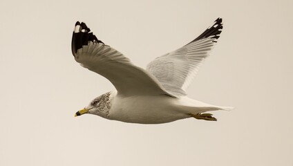 Closeup of a ring-billed gull (Larus delawarensis) during its flight