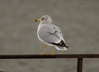 Closeup of a ring-billed gull (Larus delawarensis) on the edge of the railing against blurred ocean