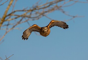 the owl is about to fly through the air with its wings extended