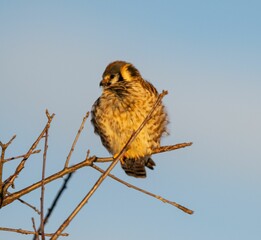 a bird sits on top of the branch of a tree