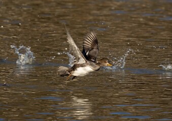 there is a small duck that was diving in the water