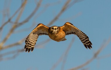 a bird flying over a tree filled with birds around the branches