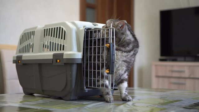 Pet carrier box. Cat comes out of the cat carrier.