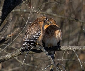 the two birds are together on the branch of the tree