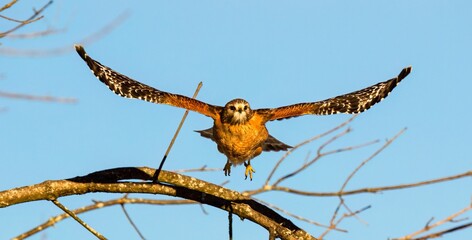 an owl flying high up through the sky near some trees