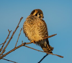 a bird is perched on a tree branch against a blue sky