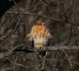 an orange and white bird perched on a tree branch next to leaves