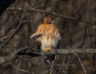 a hawk perched on top of a tree branch with its wings spread