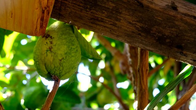 Ripe guava on tree branch with green leaves