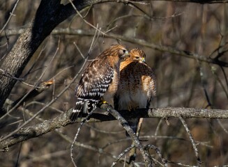 the two red tailed hawks are sitting on a tree limb