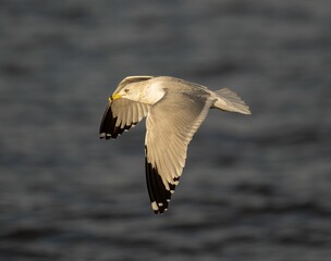 an ocean bird flying over the water, with its wings spread