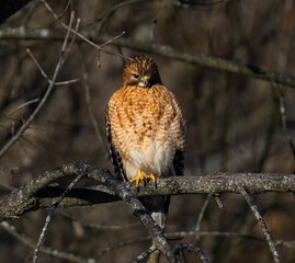 a red - tailed hawk is perched on the branch of a tree