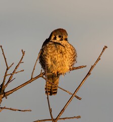 an owl sitting on top of a bare tree branch under a blue sky