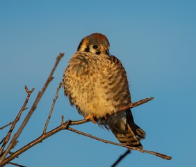 a small bird sits on the limb of a bare tree