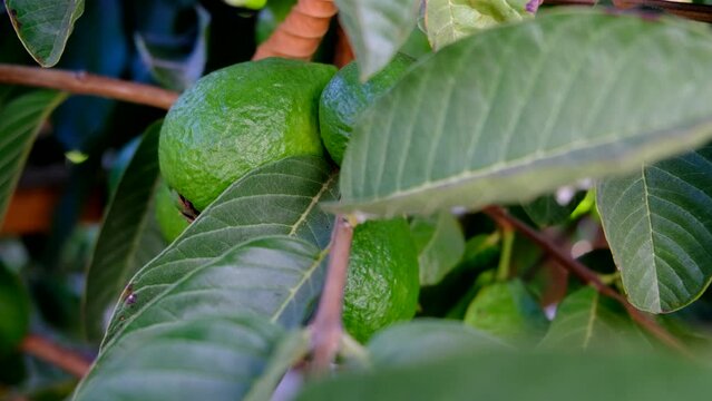 Ripe guava on tree branch with green leaves