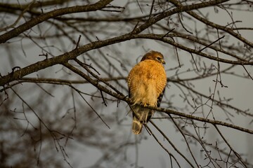 Red Shouldered Hawk (Buteo lineatus) perched on the tree branch against the gloomy blurry sky