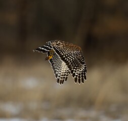 Red Shouldered Hawk (Buteo lineatus) flying on the blurred background during the daytime