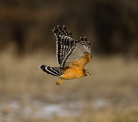 Red Shouldered Hawk (Buteo lineatus) flying on the blurred background during the daytime