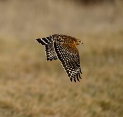 Red Shouldered Hawk (Buteo lineatus) flying on the blurred background during the daytime