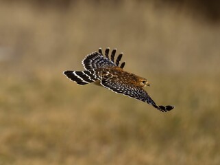 Red Shouldered Hawk (Buteo lineatus) flying on the blurred background during the daytime