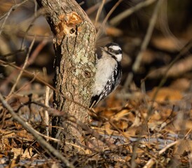Selective focus of a downy woodpecker on a tree trunk with sunlit autumn forest blurred background