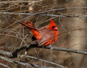 Closeup of a Cardinal bird perched on a deciduous tree branch with blurred background