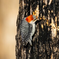 Selective focus of a red-bellied woodpecker on a tree trunk with blurred background