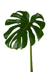 monstera isolated on white