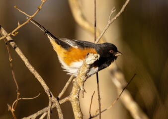 Closeup of red-tailed hawk perched on a sunlit deciduous tree
