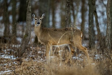 Selective focus of a white-tailed deer in an autumn forest with blurred background