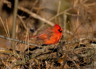 Closeup of a Cardinal bird perched on a deciduous tree branch with blurred background