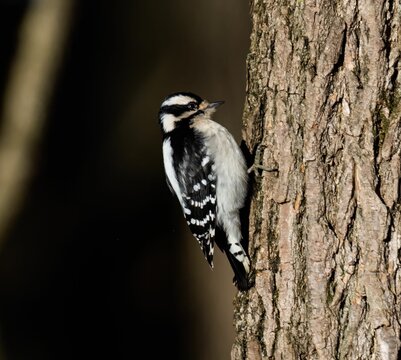 Selective focus of a downy woodpecker on a tree trunk with sunlit autumn forest blurred background