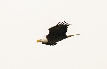 Flying bald eagle isolated on a light background