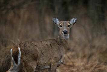 Naklejka na ściany i meble Closeup shot of an adorable deer in the field on a blurred background