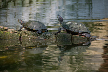 Obraz premium Assam roofed turtles bask in the sun in a pond