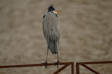 Closeup shot of a perched heron