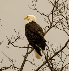 Eagle perched on the tree branch