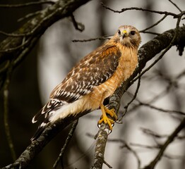 Closeup shot of a perched falcon