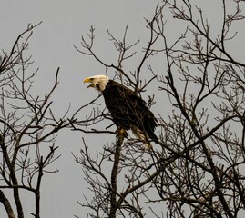 Eagle perched on a tree