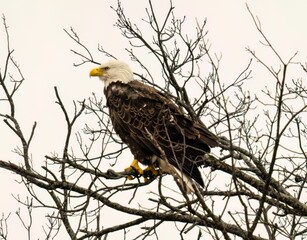 Eagle perched on a tree