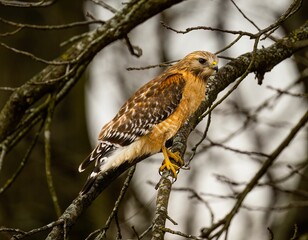 Eagle perched on a tree